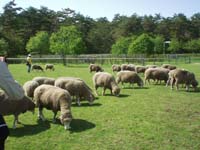 群れる羊たち。