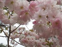 八重桜ってふわふわしてて不思議な魅力が（謎）