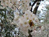 なぜ人は桜に心ときめくのだろうか。
