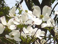 枝いっぱいに白い花が。