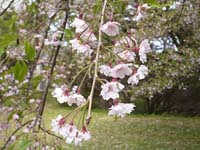 他の桜も咲いています。